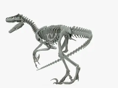 Atrociraptor Rigged Skeleton Low-poly 3D model
