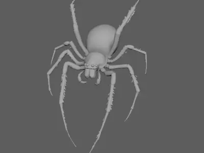 Spider 3D model 14