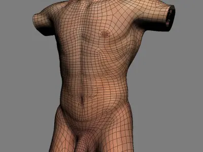Human Male Torso Anatomy 3D model