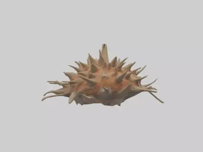 Sea Urchin clinging model 3D model