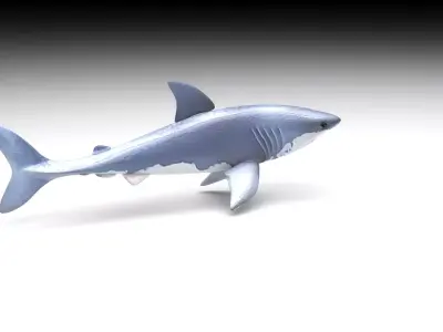 Animated and Rigged Swimming White Shark 3D model