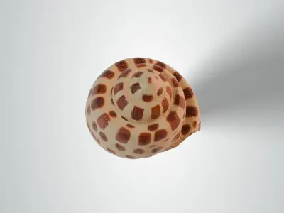 Junonia Shell Free low-poly 3D model