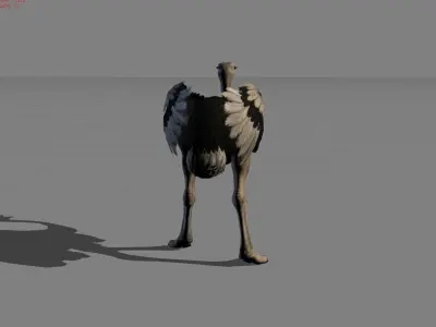 Ostrich Animal Low-poly 3D model