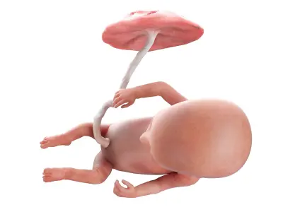 Fetus Week 14 Animated 3D model