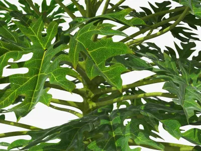 Papaya Tree with Unripe Fruit Cluster Green 3D model
