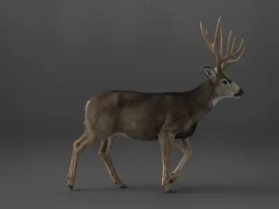 Mule Deer 3D model buy