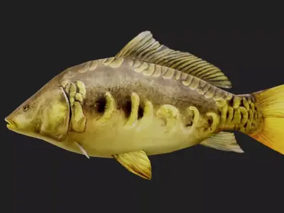 MirrorCarp Low-poly 3D model buy