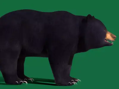Louisiana Black Bear Free 3D model