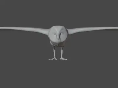 Barn Owl Free 3D model