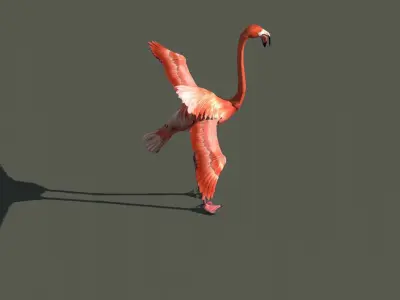 Flamingo Bird 3D Model 3D model
