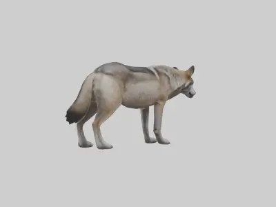 Eastern Wolf Low-poly 3D model