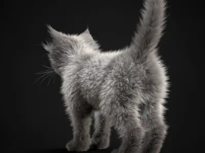  Kitten White 