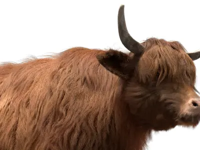 Highland Cow (Rigged) 3D model