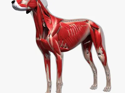  Dog Anatomy (Textured) 