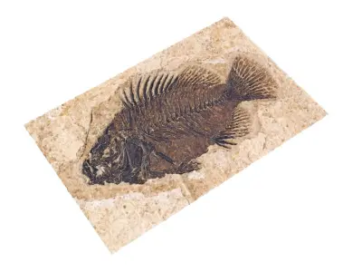 Fish Fossil 3D model