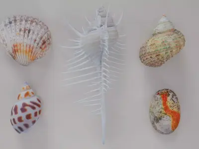 5 3D Scanned Seashells Part 5 3D Model Pack