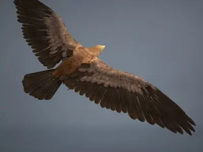 Eagle in flight 3D model