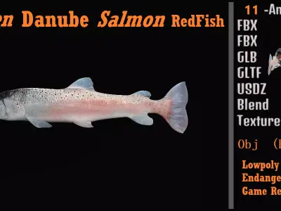 Huchen Danube Salmon Fish Free low-poly 3D model