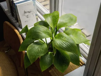  Plantain Lily Plant Potted Plant Model  buy