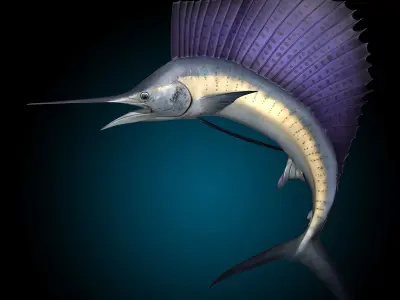 Sailfish 3D model purchase