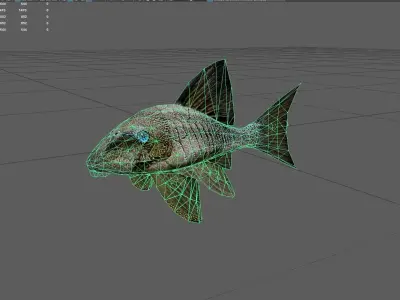 Panaque Low-poly 3D model purchase