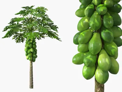 Papaya Tree with Unripe Fruit Cluster Green 3D model