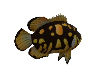 Tripletail Fish Cartoon Animated Low-poly 3D model