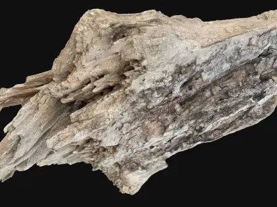 Peeling tree trunk wood in the real world 3d scan 3D model