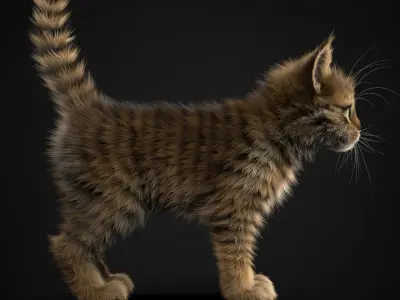 Kitten Tabby 3D model