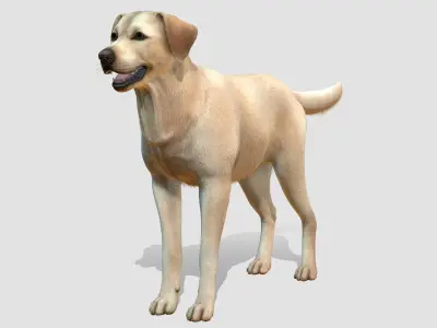  Dog - Labrador 