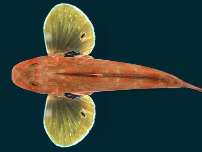 Spiny Red Gurnard Animated 3D model