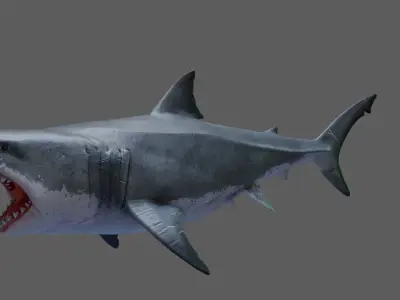 Great White Shark 3D model 3