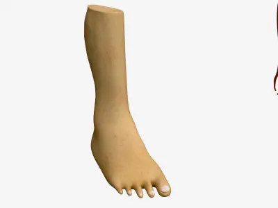  Foot anatomy(1) 