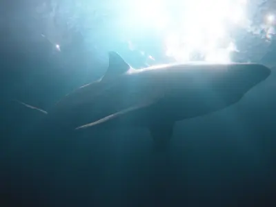 shark Free 3D model purchase