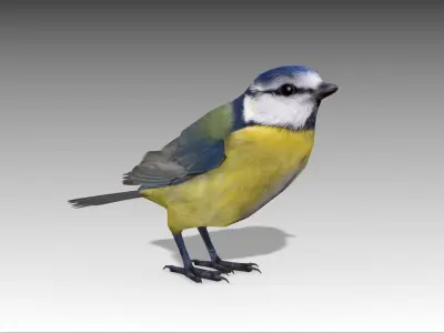 Blue tit Low-poly 3D model