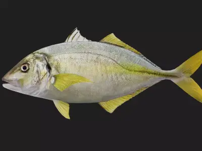 Trevally Low-poly 3D model purchase