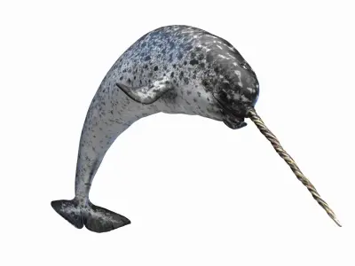 Narwhal Animated 3D model