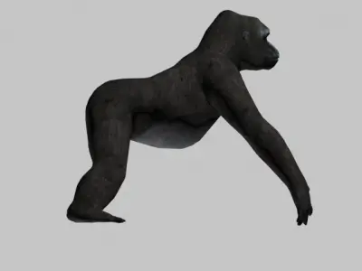 GORILLA LOW LOPY 3D model
