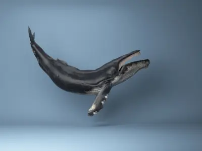 humpback whale rigged 3D model