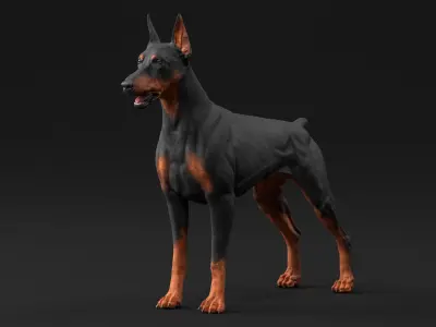 Doberman Pinscher Dog 3D model