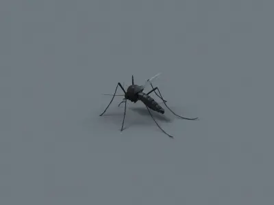 mosquito 3D model order