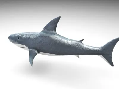 Animated and Rigged Swimming White Shark 3D model purchase