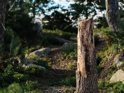  Tall Broken Conifer Stump Model 