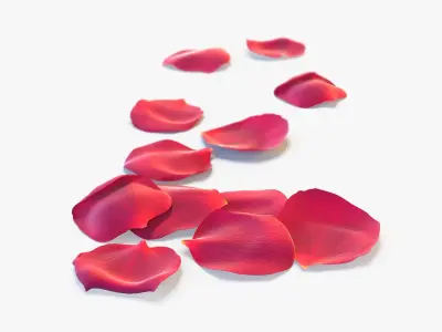 Realistic Rose Petals 3D Models - High-Quality 4K PBR Asset 3D model