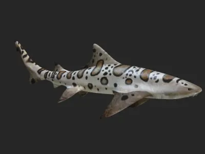 Smooth Leopard Shark model 3D model