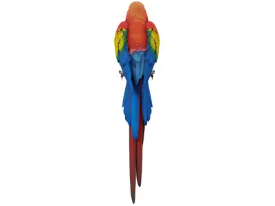 Parrot 3D model purchase