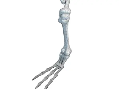 Pigeon Leg Skeleton 3D model