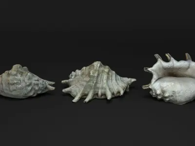 Seashells Vol 1 - Photogrammetry 3D model