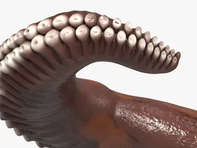  Natural Octopus Tentacle Marine Brown 