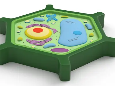 Plant Cell v5 3D model